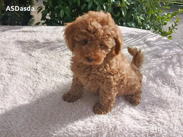 ТОЙ ПУДЕЛ , снимка 2 - Пудели - 50582988