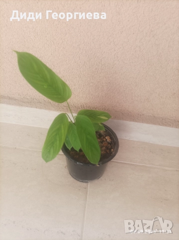 Стайни растения за дома , снимка 4 - Стайни растения - 51651532