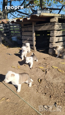 Западно сибирска лайка , снимка 9 - Други - 52490174