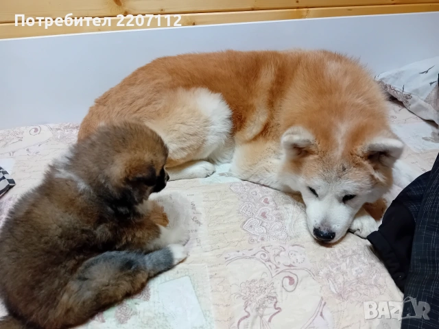 Продавам женско Акита ину на 45 дни. обезпаразитено., снимка 3 - Акита ину - 53146736