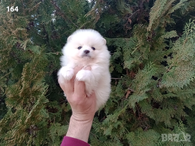 Померан. Реални снимки от днес!, снимка 3 - Померан - 53633648