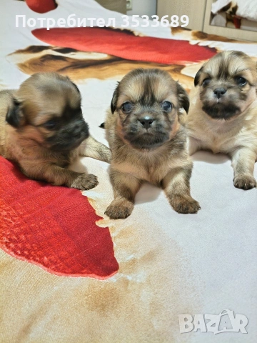 сладки пекинезчета 