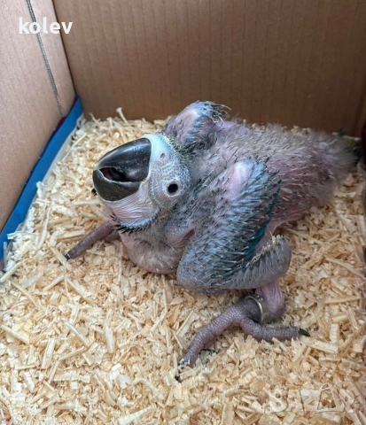 Папагал Синьожълта ара /Ara ararauna/бебе