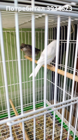 Продавам Канари Орфей , снимка 5 - Канари - 51960838