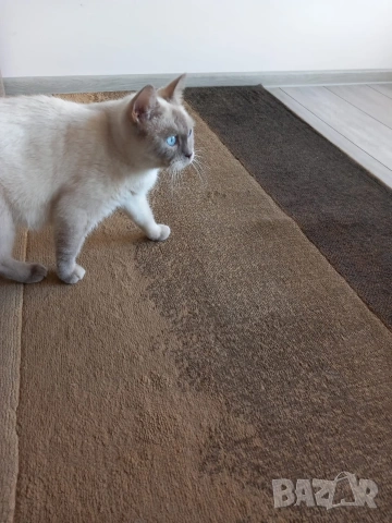 Британска колор пойнт , снимка 4 - Британска късокосместа - 53313842