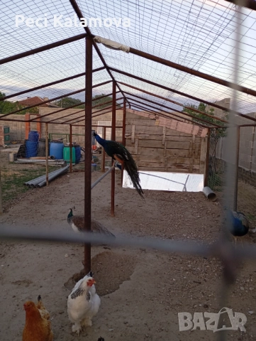 Продавам 3 мъжки и 1 женски пауни, снимка 3 - други­ - 52772087