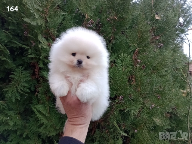 Мъжки Померан. Реални снимки ! , снимка 4 - Померан - 52665063