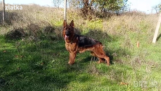 Продавам немска овчарка, снимка 4 - Немска овчарка - 52380806