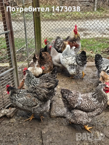 яйца от катунски кокошки , снимка 3 - други­ - 53477811