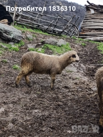 Агнета балкански, снимка 2 - Овце - 53334467