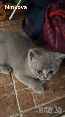 Малко британче