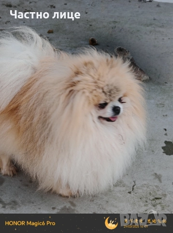 мъжки померан, снимка 2 - Померан - 51843573
