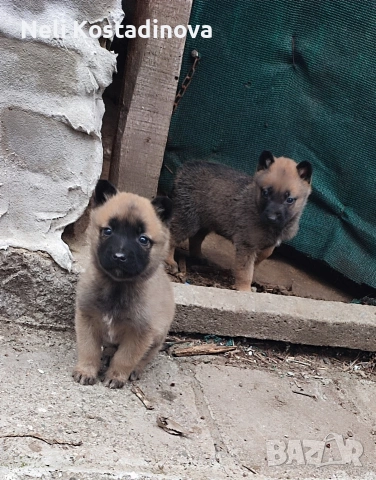 Белгийска овчарка Малиноа , снимка 2 - Белгийска овчарка - 53273246