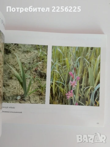 Основни плевели в полевите култури, снимка 2 - Специализирана литература - 51090747