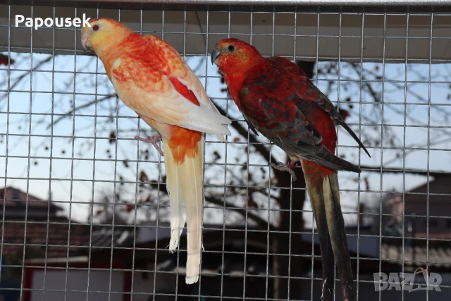 Пойни Папагали, снимка 5 - Папагали - 50581309