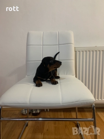 Дакел, снимка 2 - Дакели - 52956968