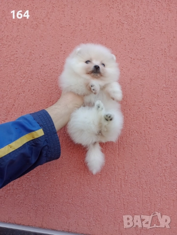 Женски Померан. Реални снимки от 30.11.25 г. , снимка 4 - Померан - 52605230