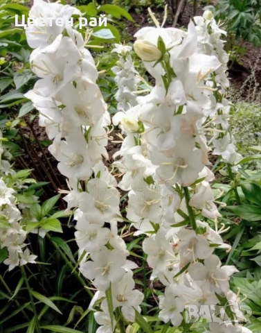 Три вида кампанула камбанка, гломерата и пирамидалис , снимка 5 - Градински цветя и растения - 52854164