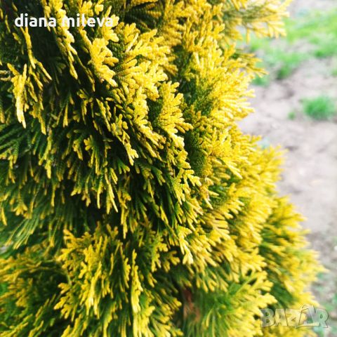 Туя Златен Смарагд, Thuja Occidentalis Golden Smaragd, снимка 8 - Градински цветя и растения - 37217569