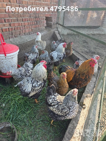 Продавам оплодени яйца от Сребърен и Златен Виандот