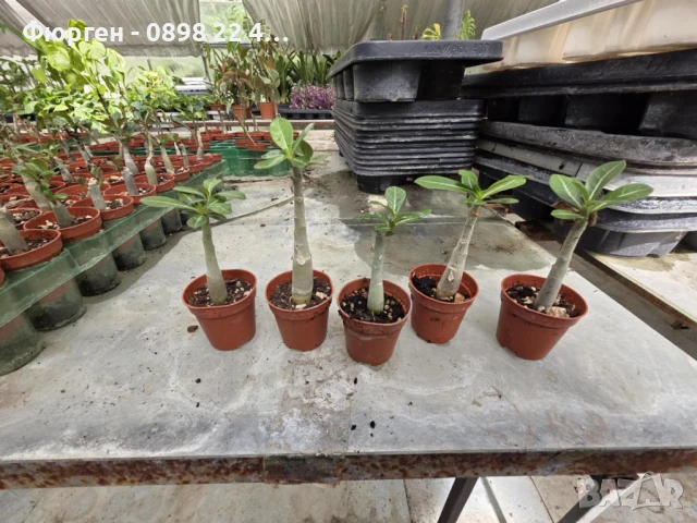 ПУСТИННА РОЗА - АДЕНИУМ, снимка 8 - Разсади - 51116502