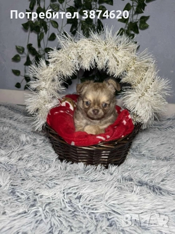 чихуахуа момченца