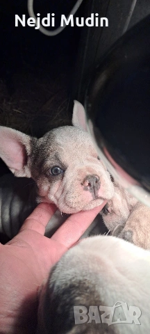 френски булдочета, снимка 12 - Френски булдог - 53112390