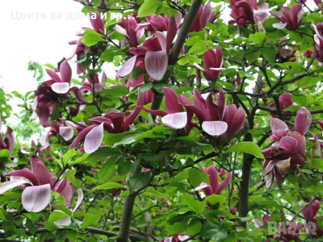 Magnolia Liliiflora Nigra(Магнолия Лилифлора Нигра), снимка 2 - Градински цветя и растения - 46565883