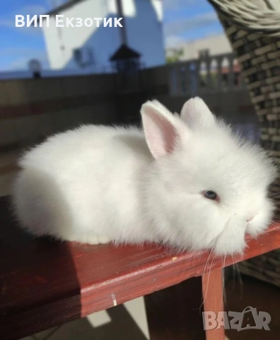 ПРОДАВА МИНИ ЗАЙЧЕТА