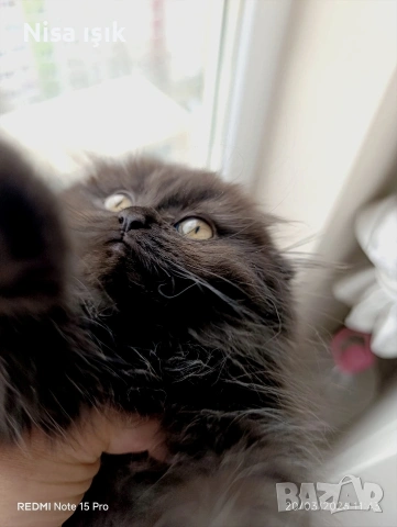 не е красива тя е уникална шоколадова краставица в Хасково сме 