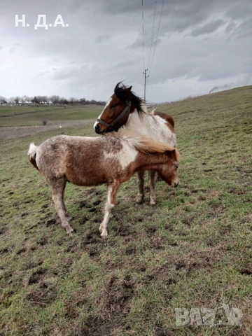 Продава се заплодена кобила с конче, снимка 2 - Коне - 53485320