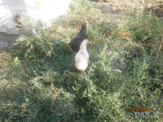 Петел, снимка 2 - Кокошки и пуйки - 46417353