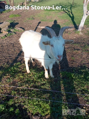 2 кози , снимка 2 - Кози - 53851534