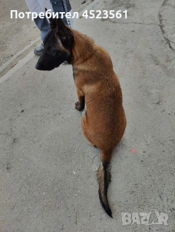 Белгиска овчарка, снимка 4 - Белгийска овчарка - 53669041