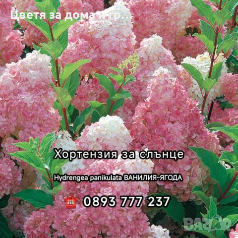 Hydrangea paniculata Ванилия-Ягода - Хортензия за слънце, снимка 2 - Разсади - 46635379