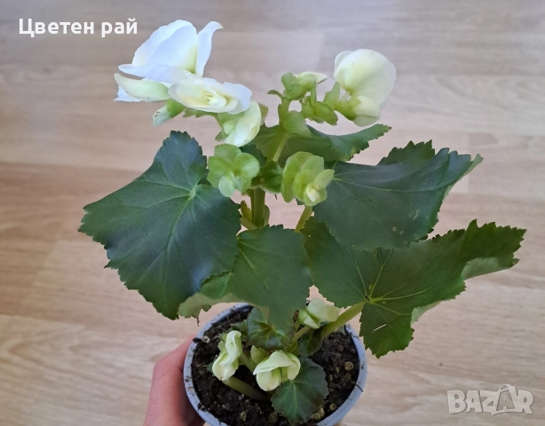 Три цвята бегония , снимка 4 - Градински цветя и растения - 52854170