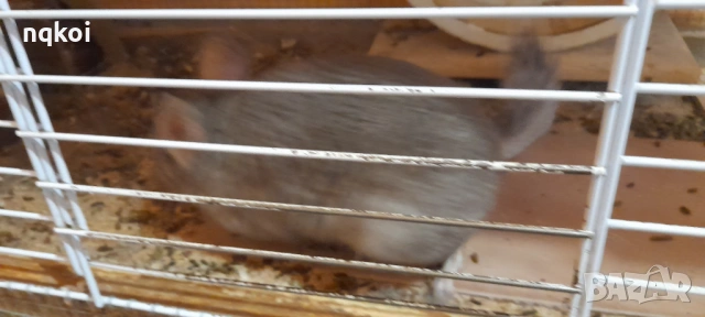 Чинчили с пълно оборудване, снимка 4 - Чинчили - 54222921