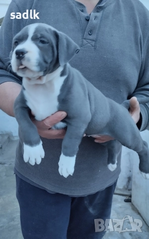 Американско були хл