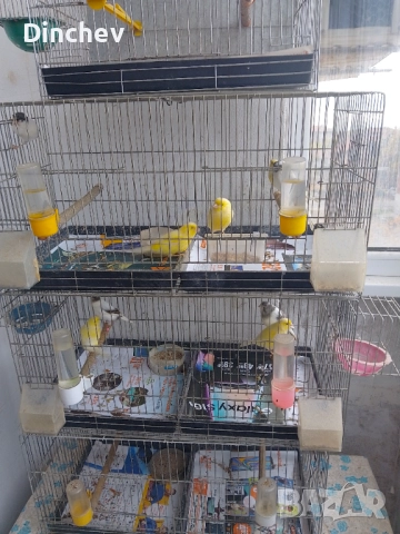 Орфей продава млади с черен пръстен