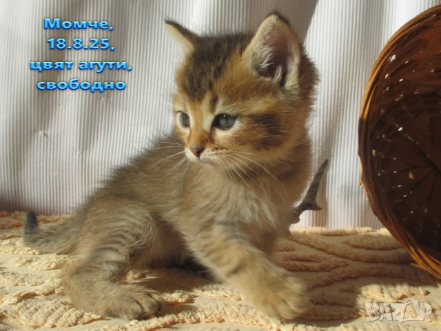 Агути коте, маркирано таби, котка, котарак, момче, котенце, снимка 5 - Други - 51953145