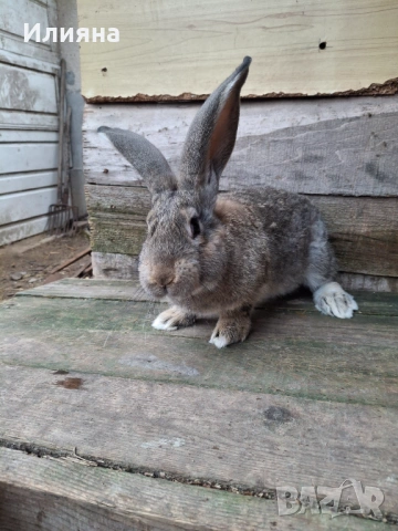 Продавам эайци , снимка 10 - Други животни - 53771954