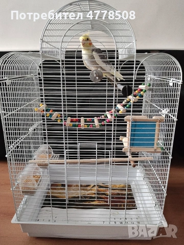 Продавам папагал Корела с клечката., снимка 6 - За птици - 53987304