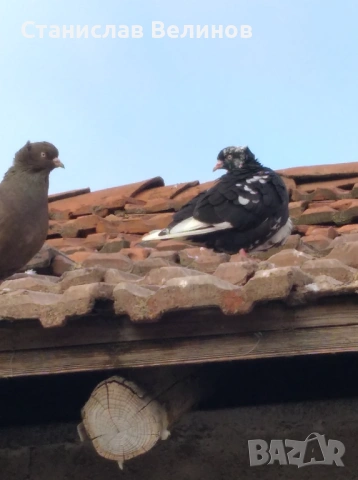 Продавам гълъби американски високолетачи 