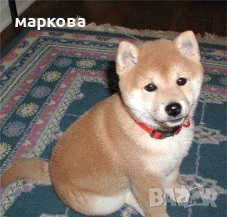 шиба ину, снимка 2 - Шиба ину - 52509787