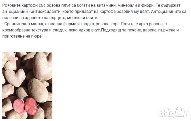 Разсад от сладък картоф Батат Бататов разсад пикиран, снимка 9 - Разсади - 43005721