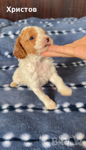 Мини пуделчета той , снимка 4 - Пудели - 52557736