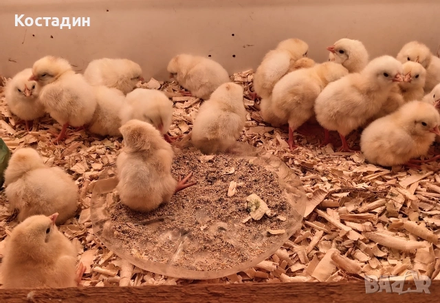 бял легхорн , снимка 4 - Кокошки и пуйки - 54050413