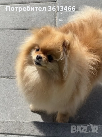 Миниатюрен мъжки померан с всички ваксини , снимка 6 - Померан - 52813586