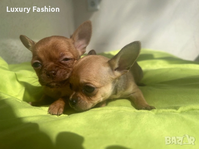 Мини чихуахуа момченце, снимка 8 - Чихуахуа - 54218067