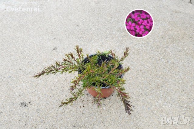 Пълзящ Флокс - вечнозелен и студоустойчив почвопокривен, снимка 4 - Градински цветя и растения - 53686588